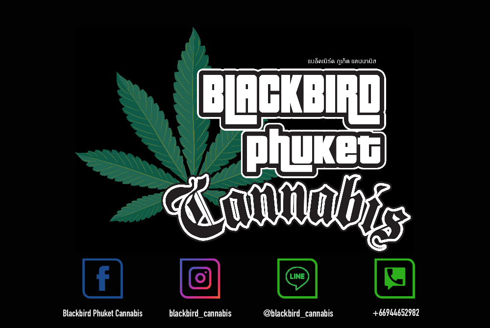 Blackbird Phuket Cannabis